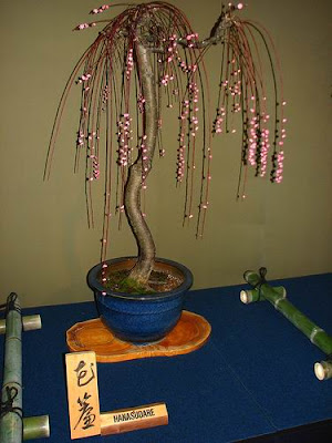 bonsai trees