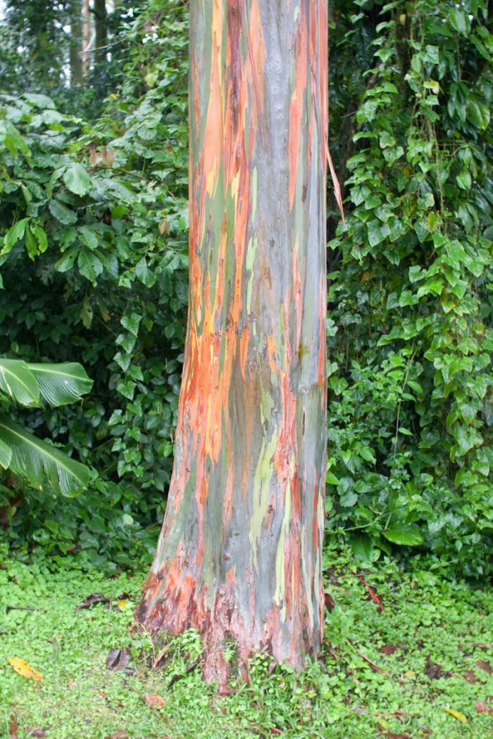 rainbow eucalyptus rainbow eucalyptus
