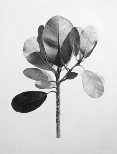 henry street designs: Jonathan Delafield Cook