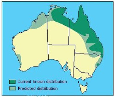 Holties House: Pests within Australia 3 Holties House: Pests within Australia 3