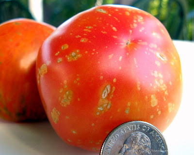 wild boar farms speckled child tomato