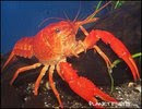 Red malboro