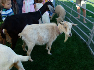 Goats at petting zoo