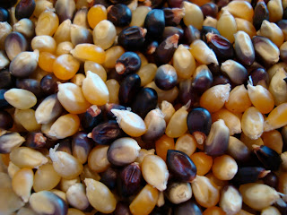 Close up of Tri Colored Corn Kernels