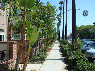Side walk surrounded by palm trees and shrubs