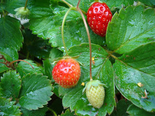 Strawberry plant with some growing strawberries