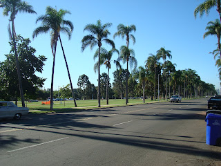 Road in Balboa Park lined with palm trees - 23