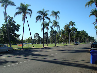 Road in Balboa Park lined with palm trees