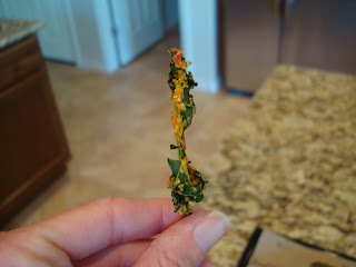 Hand holding up one crispy Cheezy Kale Chip