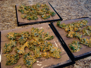 Raw Kale chips on dehydrator tray