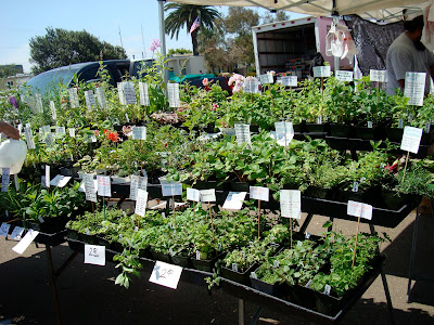 Stacks of fresh herbs