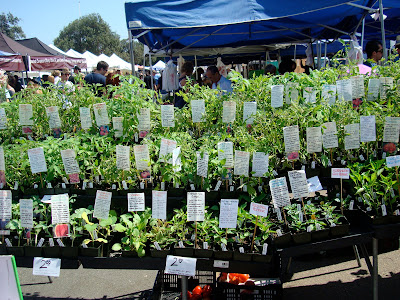 Rows of Fresh Herbs