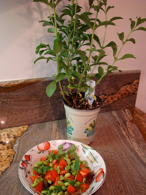 Edamame salad with stevia plant in background