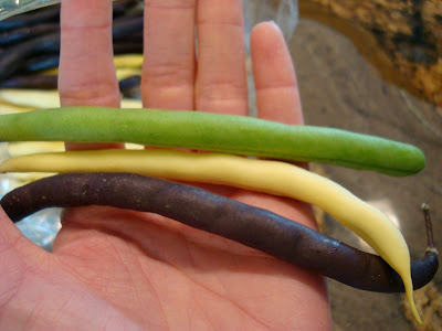 One each of Yellow, Purple, and Green Beans