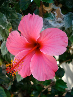 Close up of pink flower - 13