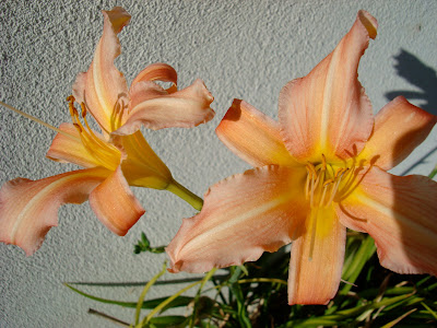 Peach colored flowers