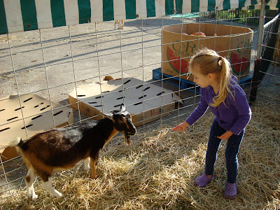 Young girl trying to feed goat