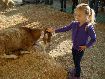 Young girl petting goat laying on bail of hay