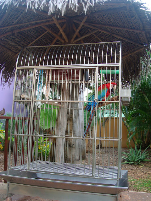 Cage with parrot inside