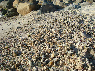 Close up of seashells on beach