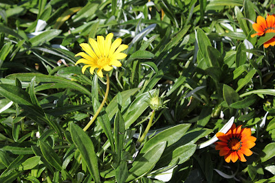 Plants with yellow and orange flowers