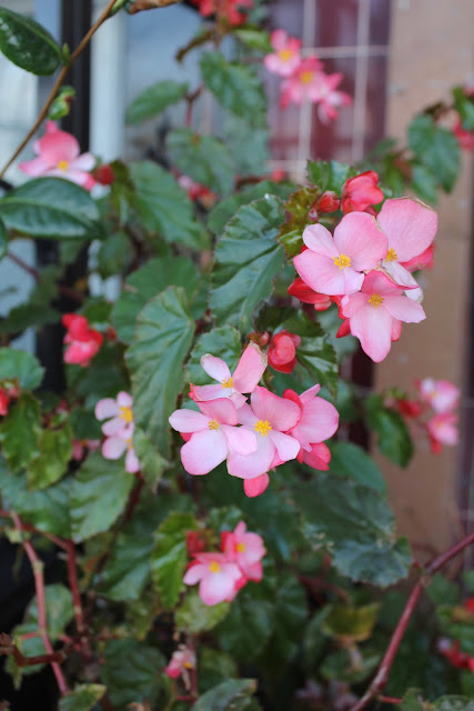 Light pink flowers on plant