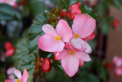 Three pink flower bunched together on plant