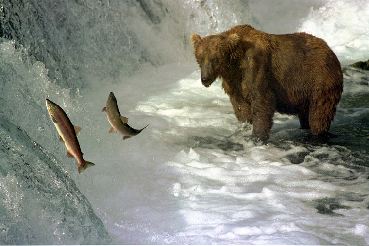 Wild Salmon Leaping