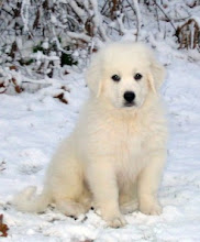 cute puppy