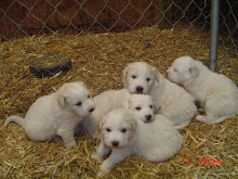 Young puppies