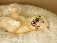 Great Pyrenees Lab cross