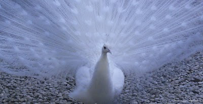 white peacock-paun alb