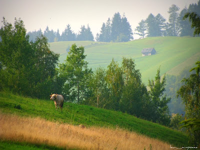 pasune la Bran-vila Bran