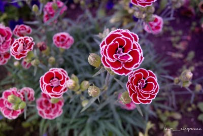 Garofita de gradina Dianthus plumarius