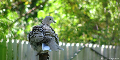 Gugustiuc-Eurasian Collared Dove-Tórtora turca-Türkentaube