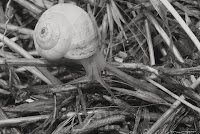 Helix pomatia -melc de gradina