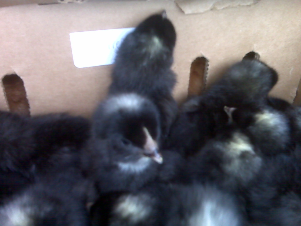 [Chicks1]