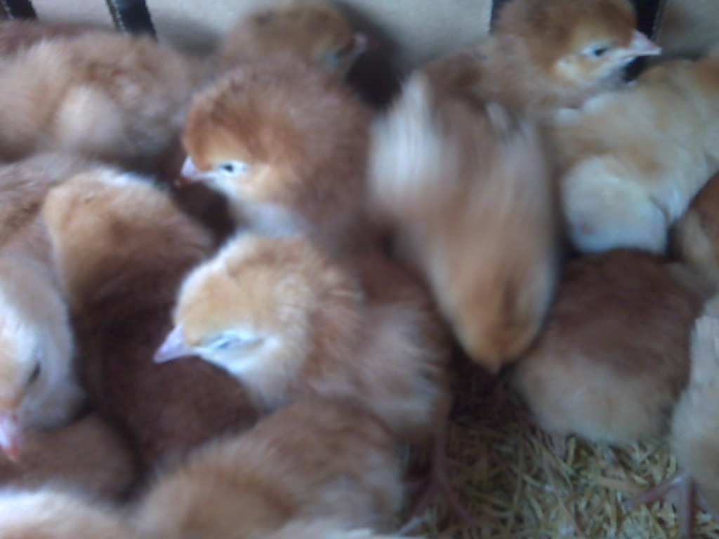 [Chicks2]