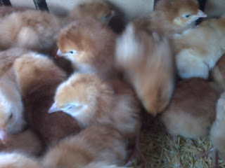Chicks2
