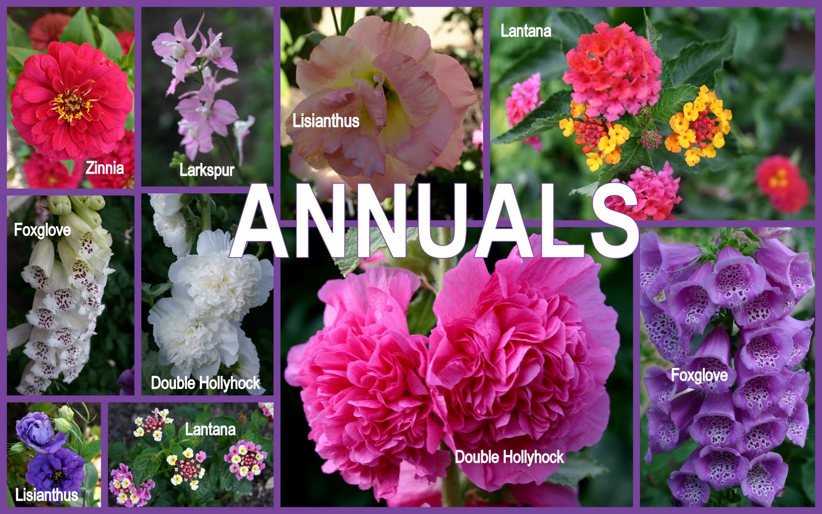 ANNUALS - Sowing the Seeds