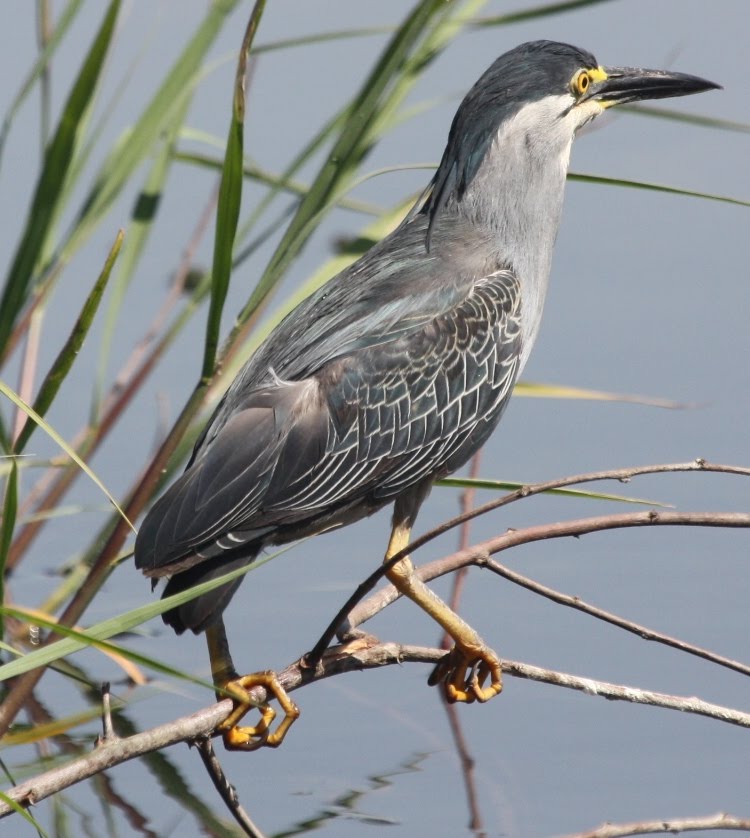 Birding in Egypt: 3/5/10 birds on the river Nile