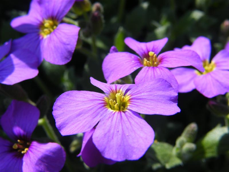 Snappy's Gardens Blog: Electric Purple