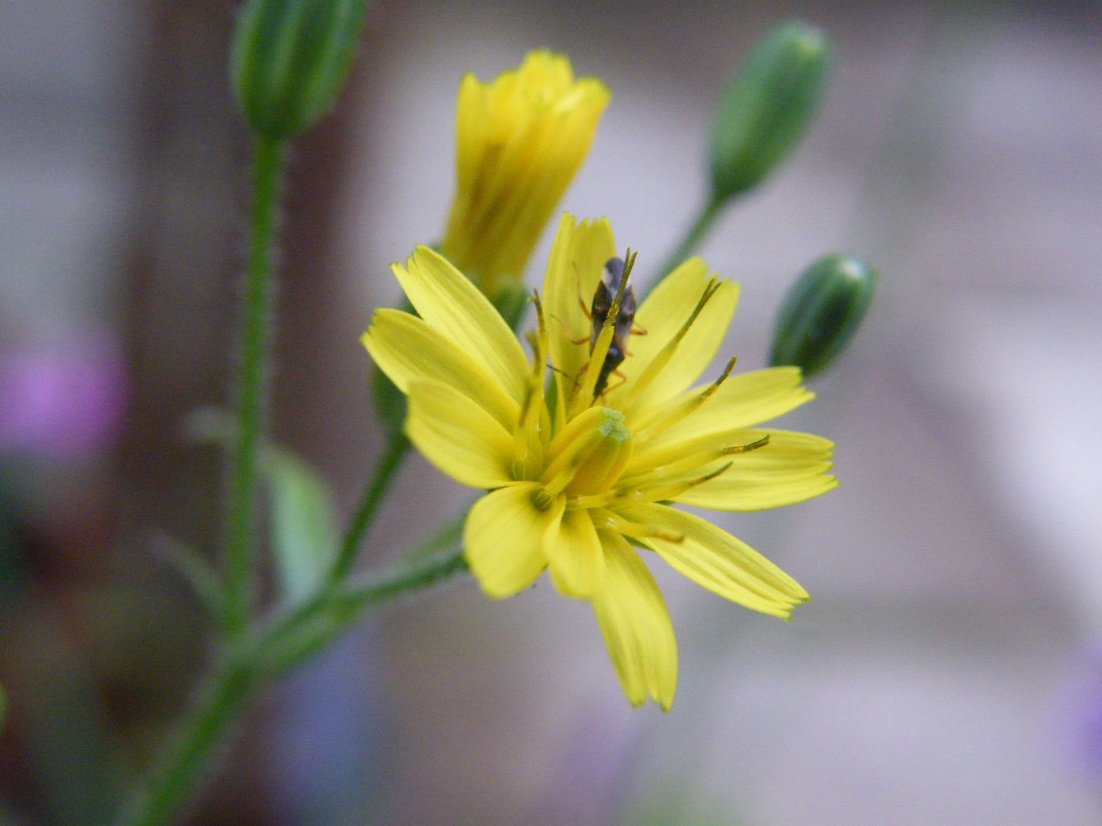 Photos of Nature Photos Of Weeds With Yellow Flowers