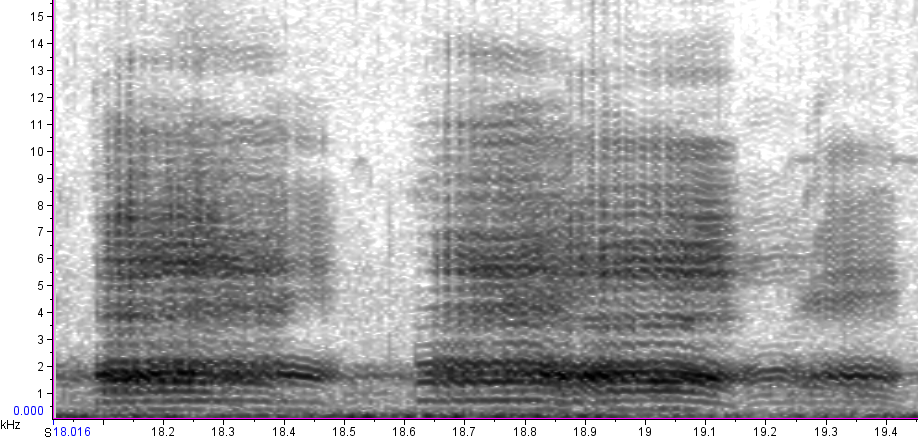 BIRD CALLS and SONGS: Fish Crow calls