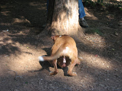 I love to play hide and seek (see my best bud behind the tree there?)