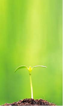 [flower-sprout.jpg]