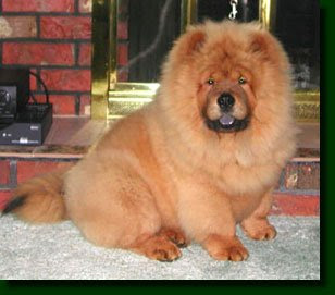 DOGS AND CATS BREED: CHOW CHOW Dogs and Cats wallpapers, funny puppies ...