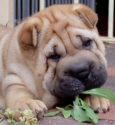 PUPPY CARE CENTER: SHAR PEI Puppy Care Center and The dog breed is a