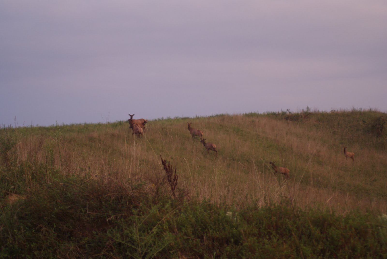 Hunt Kentucky Eastern Kentucky Elk
