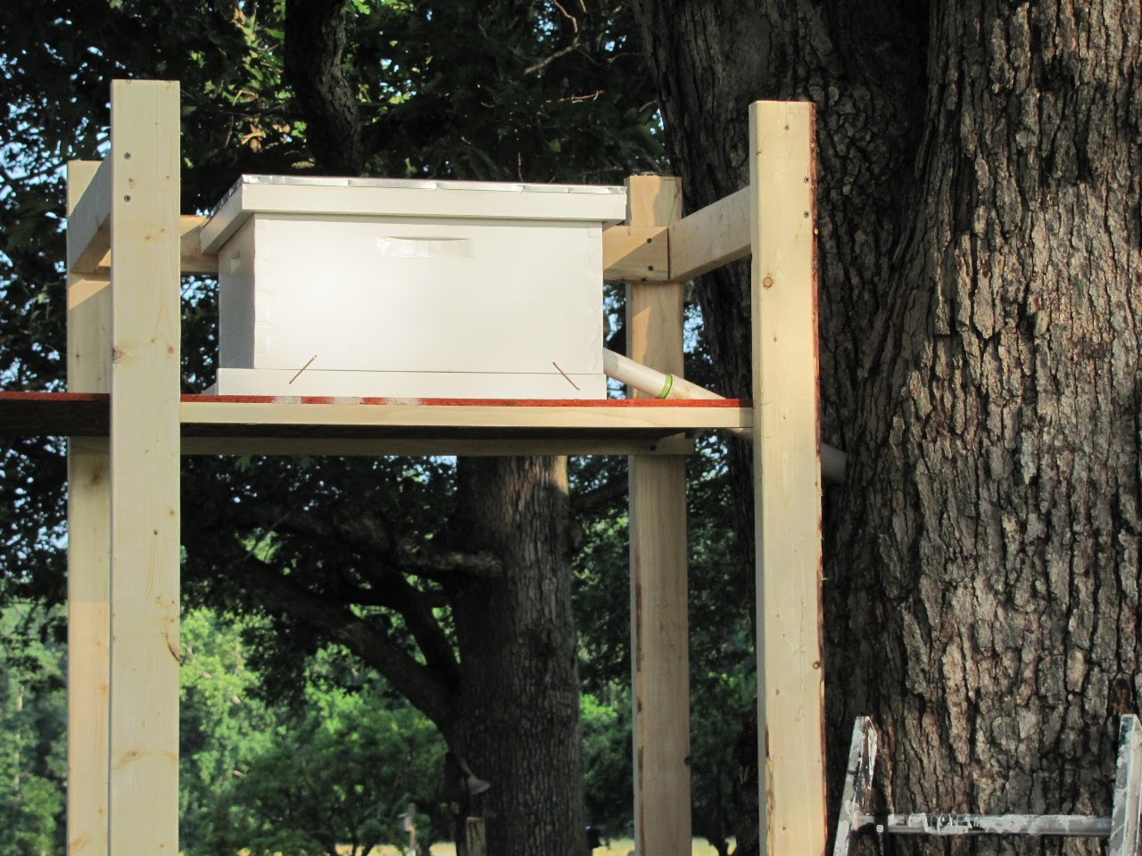 Aspen Honey Bees Funnel Setup On Tree Hollow